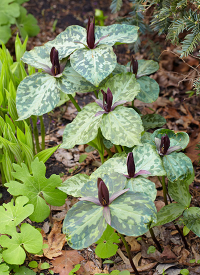 Trillium (Trillium sessile)