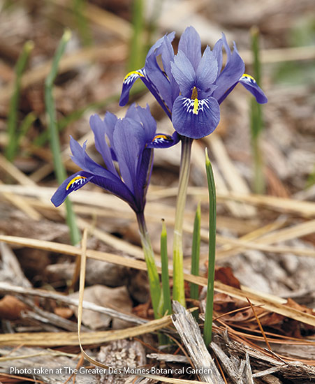 Reticulated iris (Iris reticulata)