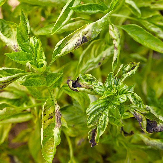 Close up of basil leaves infected with downy mildew: Basil plants infected with basil downy mildew turn yellow starting at the bottom of the plant.