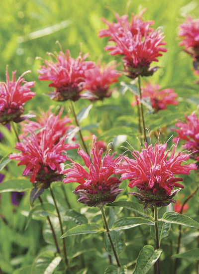 ‘Red Velvet’ bee balm (Monarda hybrid)