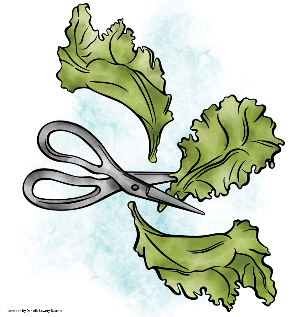 185 lettuce-illustration lead
