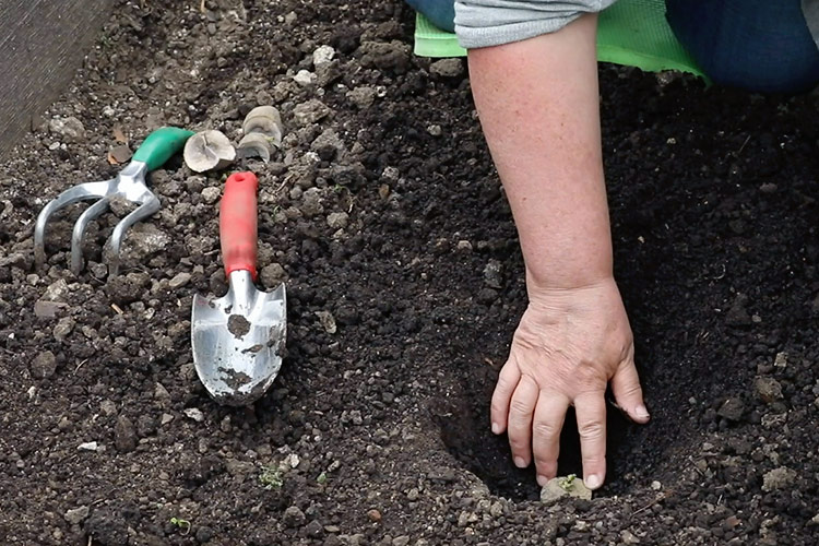 how-to-grow-potatoes-planting: Place the seed potato eye or sprout side up in a hole 3 to 4 inches deep.