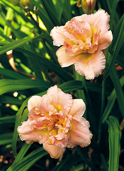 ‘Siloam Double Classic’ daylily (Hemerocallis hybrid)