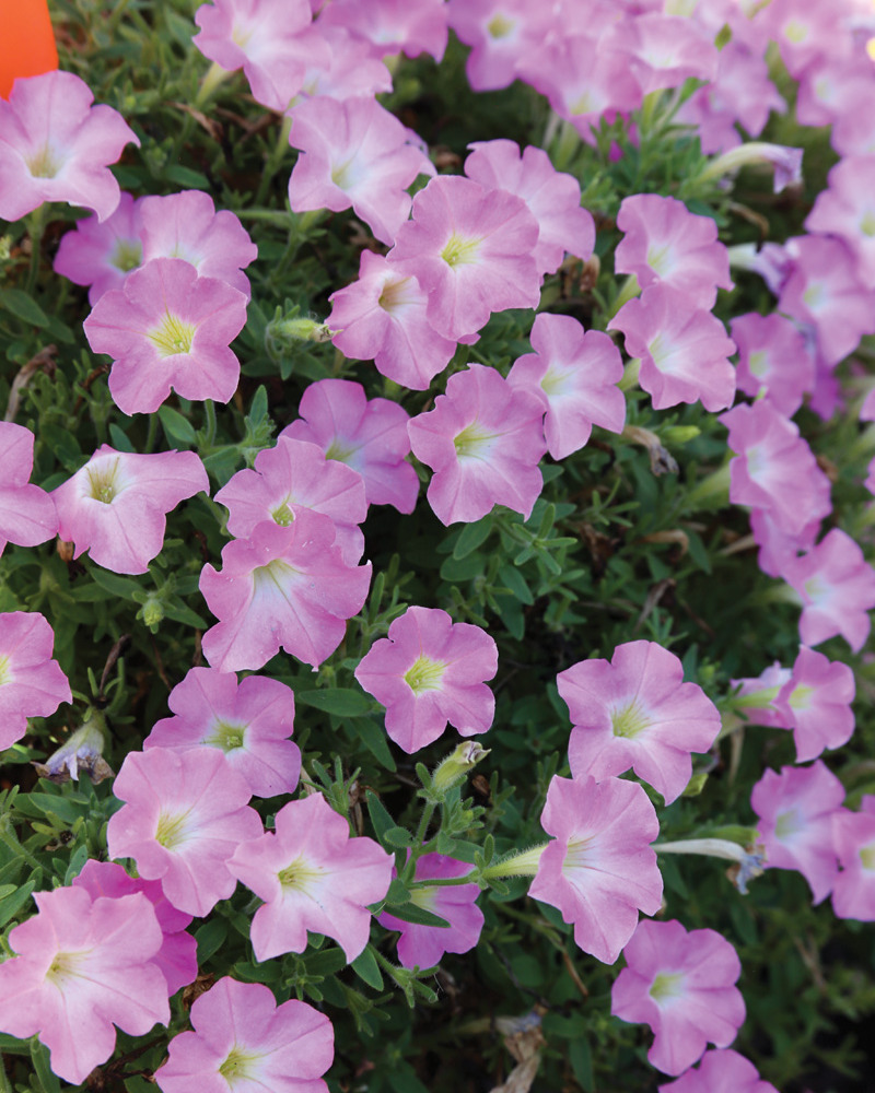 Supertunia mini vista pink cloud petunia hybrid: Add a mass of easy-care color in containers with Supertunia Mini Vista Pink Cloud petunias.