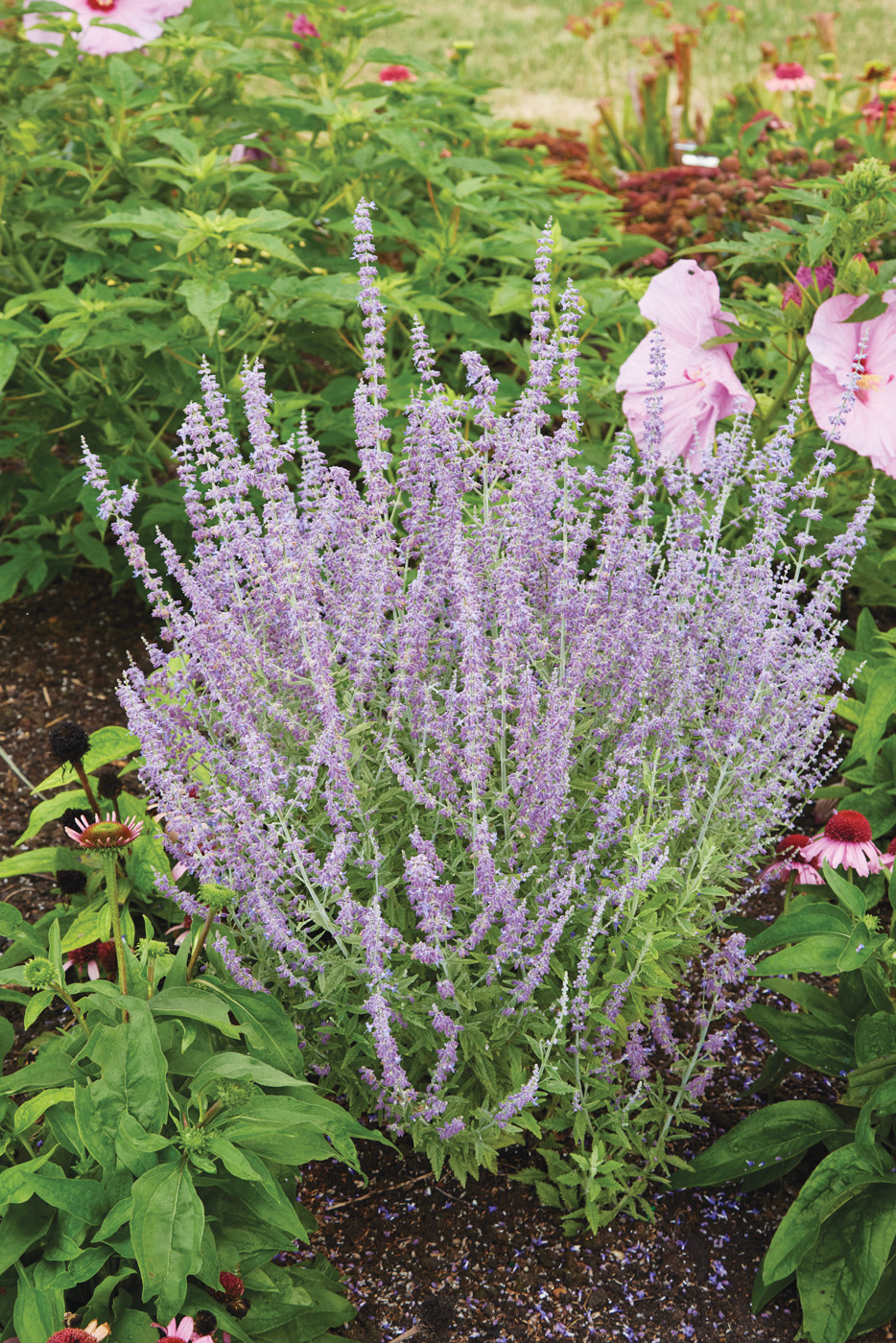 GG179 TP 02 galx1252 Russian sage: Deer-resistant and clay-tolerant, Russian sage is a tough perennial!