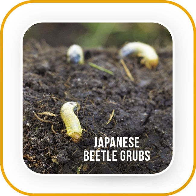 Japanese beetle grubs: These grubs are the juvenile stage of destructive Japanese beetles.