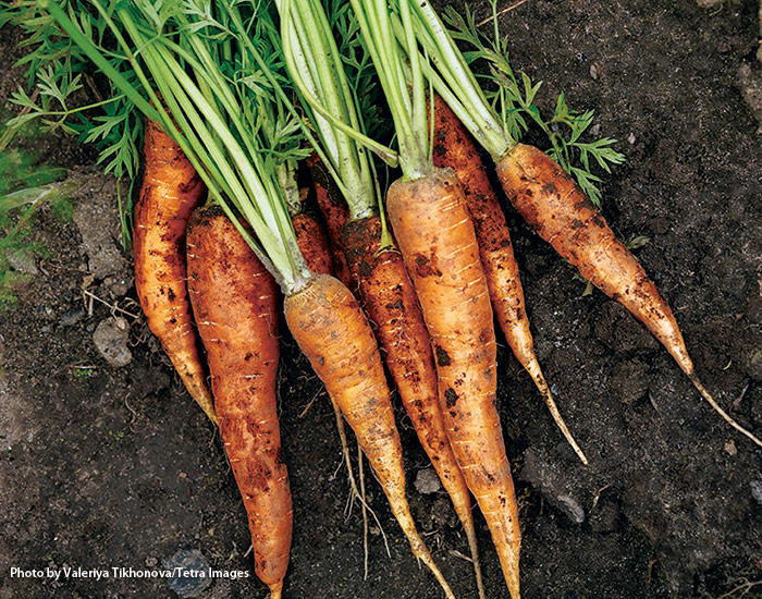 root vegetables growing