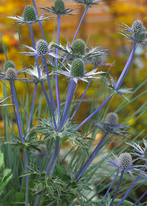 Sea holly: Sea holly's stiff blooms last for weeks starting in summer and lasting into fall.