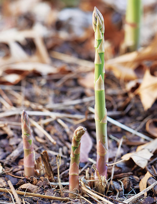 asparagus growing in the garden: Asparagus is an early spring vegetable and are ready to harvest when they’re 6 to 8 inches tall and the buds are still tight.