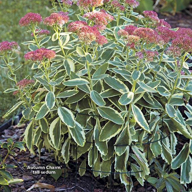 Fencing tall sedum to keep from flopping: Fence in tall sedum to keep it upright. Cut a piece of fence a little shorter than the mature height of the plant and secure the cage together with zip ties. 