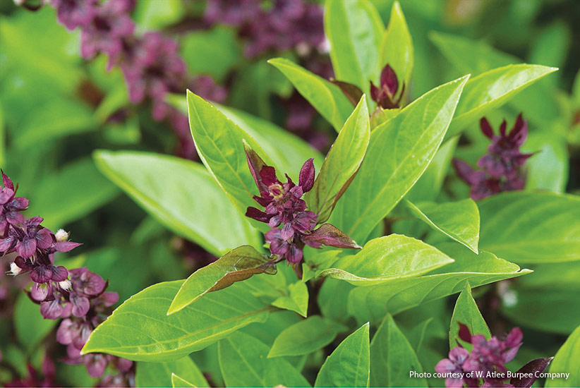 v-h-harvesting-tips-herbs-Basil: ‘Siam Queen’ has the classic basil flavor with overtones of anise.