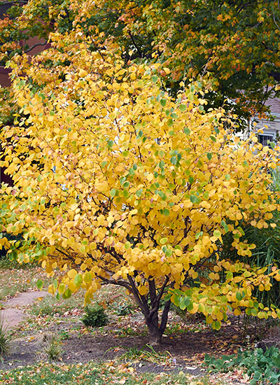 Common witchhazel (Hamamelis virginiana)