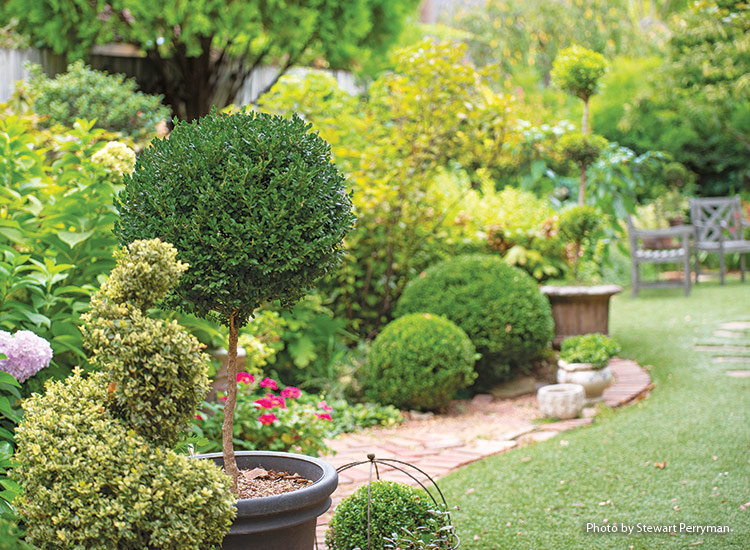 Topiary in Linda Vater's Garden: Topiary can make a unique focal point when placed in a garden border.