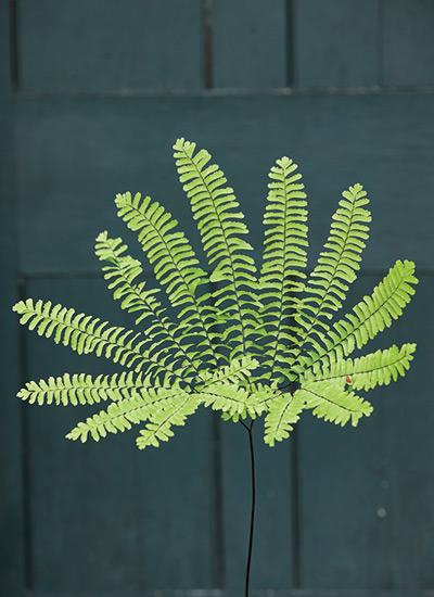 Maidenhair fern (Adiantum pedatum)