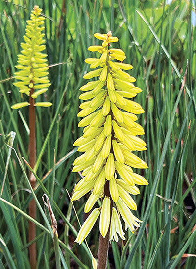 ‘Bees’ Lemon’ torch lily (Kniphofia hybrid)