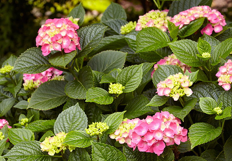 Elfin pink bigleaf hydrangea with pink flowers: Pink Elf hydrangea grows just 24 inches tall and wide in USDA zones 5 to 9.