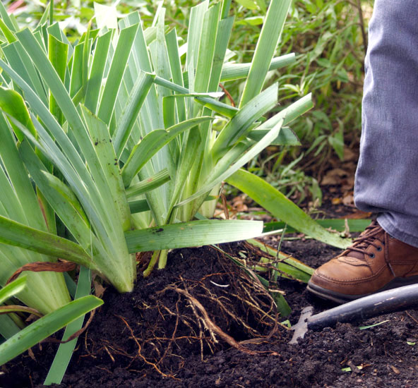 Dig up rhizomes