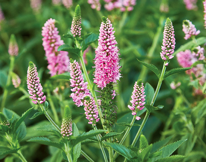 Veronica speedwell bloom spike: Cut faded flowers back to where branches are forming at a leaf joint. Removing the spent bloom tidies up the plant, encourages more flowers and allows the plant to direct energy toward the newer growth.