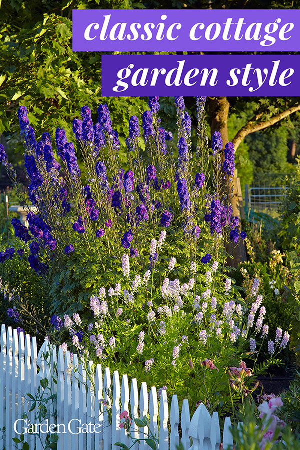 White picket fence with purple delphinium