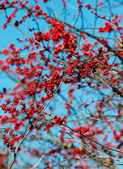 Winterberry (Ilex verticillata)