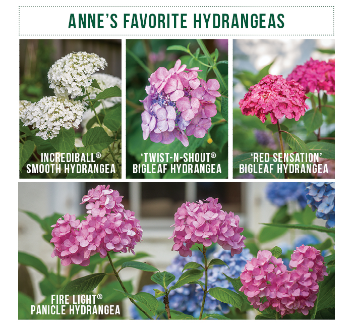 hydrangea collage: Hydrangeas come in many different types and colors, here are a few of Anne's favorites!
