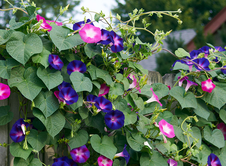 3 x Ipomoea Purple Princess Jumbo Plug Plants by Thompson & Morgan Ipomoea Jumbo Plug Plants Summer Flowering Climber Purple Foliage and Flowers in Summer 3 Ideal for Patios & Gardens