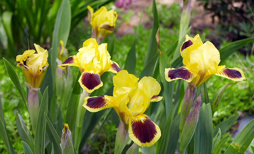 How to divide rhizomes Garden Gate