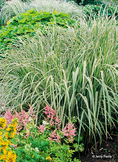 ‘Variegatus’ maiden grass (Miscanthus sinensis)