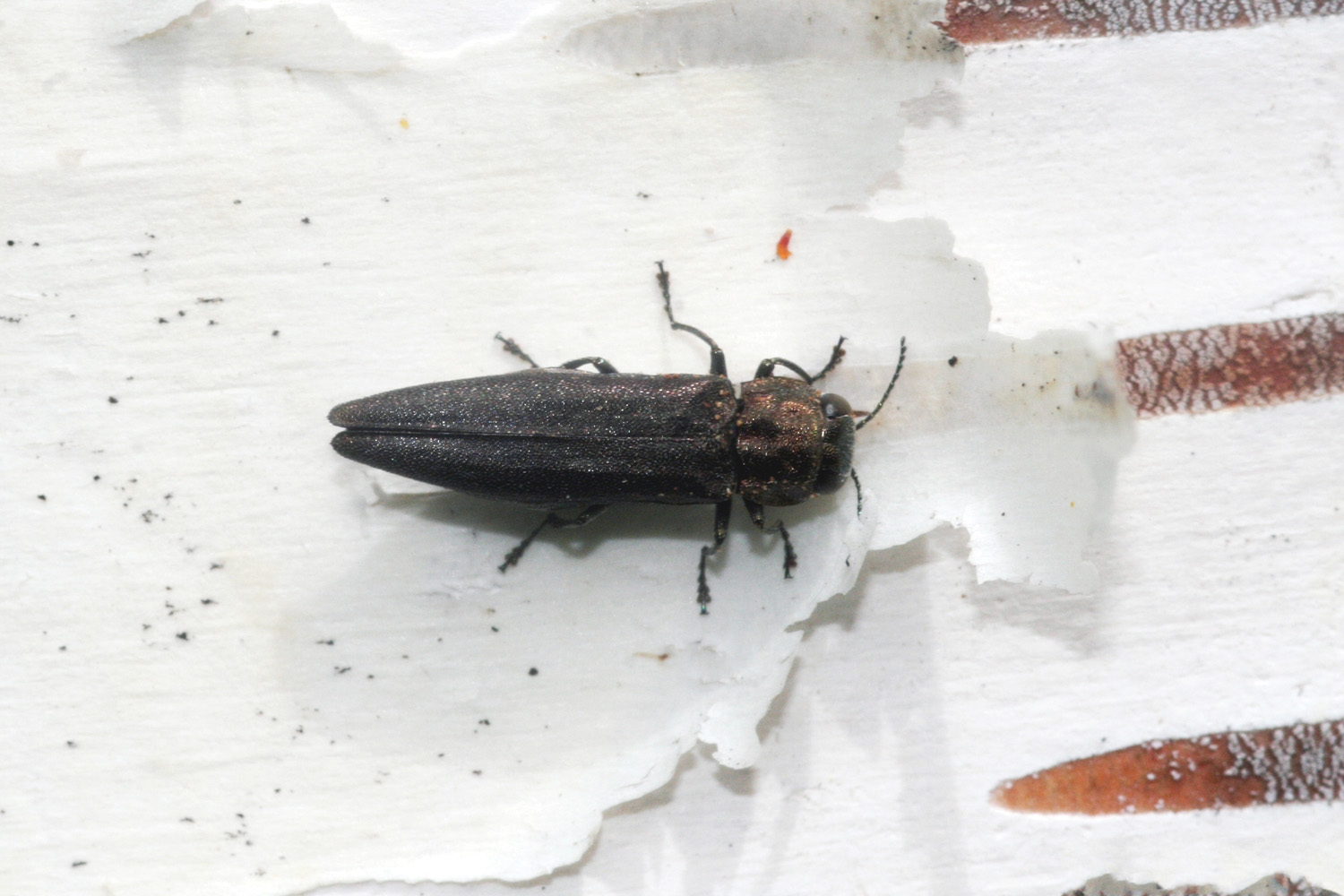 GG185 PESTS Bronze Birch borer Agrilus anxius wiki Commons Whitney Cranshaw Colorado State University: Bronze birch borer photo courtesy of wiki Commons Whitney Cranshaw Colorado State University