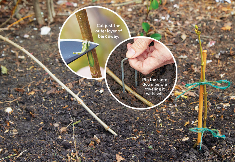 propage shrubs with layering technique: Cut the outer layer of bark away from a low branch and then pin down the stem before covering with soil.