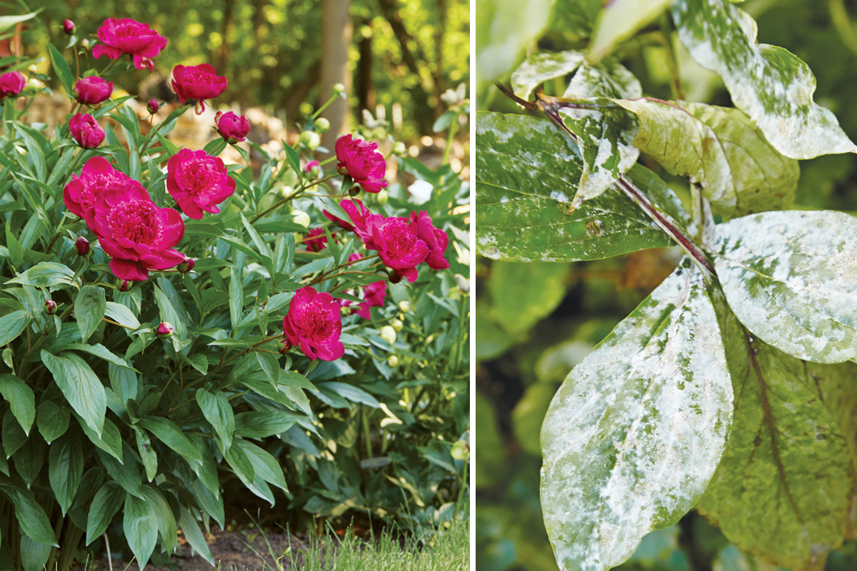 peony-powdery-mildew: It doesn’t take long for powdery mildew to take over a perfectly healthy peony plant in summer if not treated.