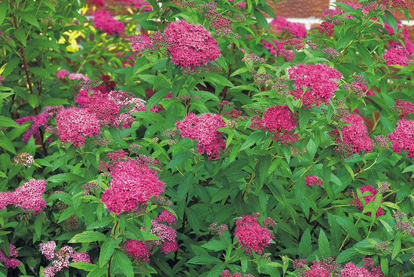 Spirea (Spiraea japonica ‘Anthony Waterer’)