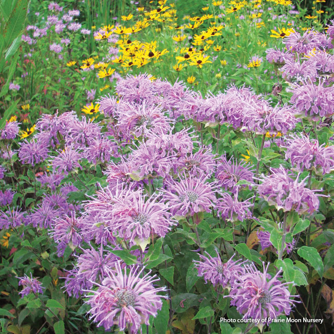 175-monarda-design-4: Pollinators love wild bergamot (M. fistulosa)  flowers planted in mass along with native black-eyed Susan.