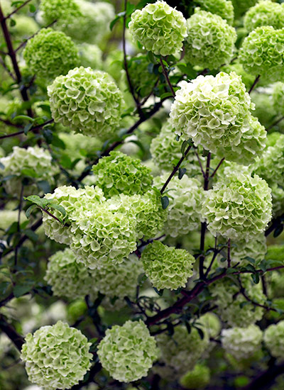 Chinese snowball (Viburnum macrocephalum) 