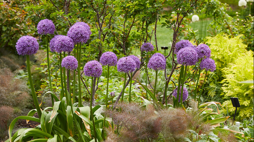 Bulbs on a budget preview: 'Globemaster' allium makes a statement in the garden even after the blooms fade leaving unique tan seedheads.