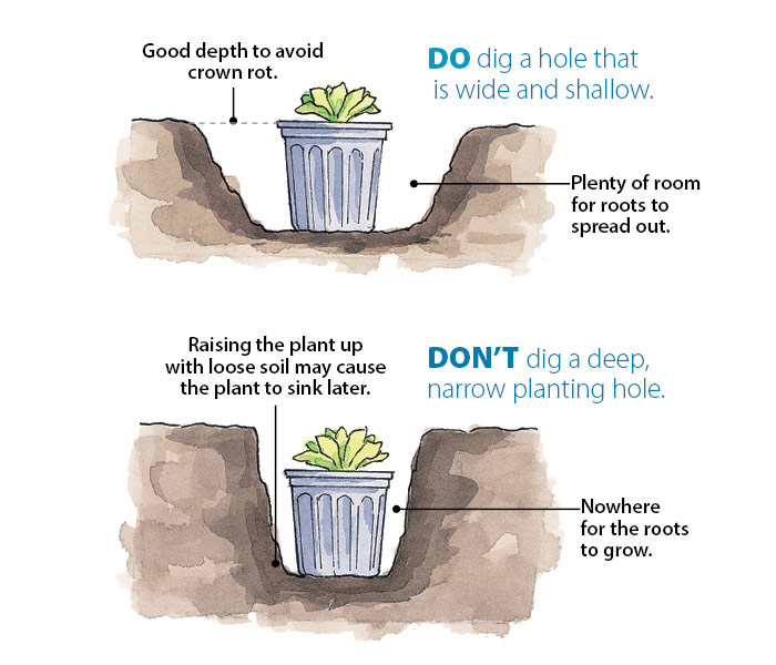 If you don t water plants they. How to Plant a three Step by Step. To Plant. Mainly Plant.