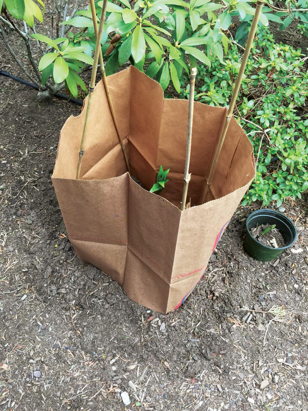 GG176 TIPS 03: Protect emerging plants like lilies from nibbling critters in spring with a few plant stakes and a paper grocery bag.