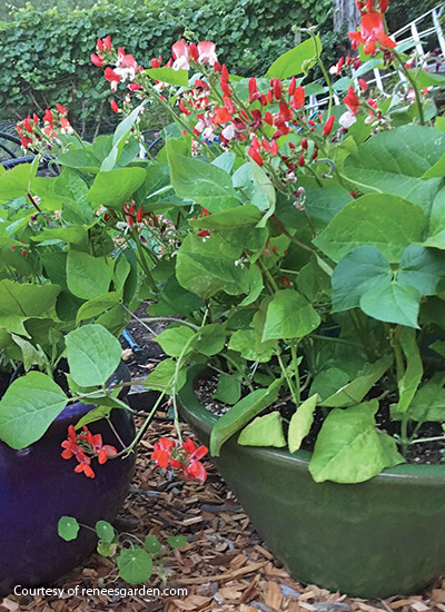 ‘Hestia’ dwarf runner bean (Phaseolus coccineus)