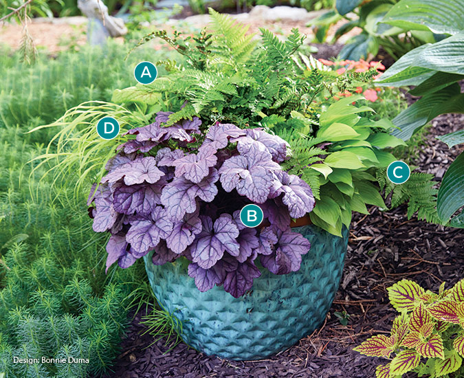 Bonnie Duma container planting with coral bells and hosta: Heuchera's purple leaves pop against a backdrop of lush green foliage.
