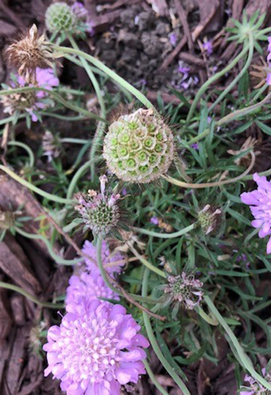 Deadheading scabiosa