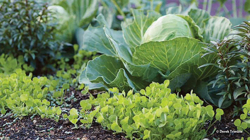 Companion Plants for Kale: Boost Growth and Maximize Harvest with These Power Partners