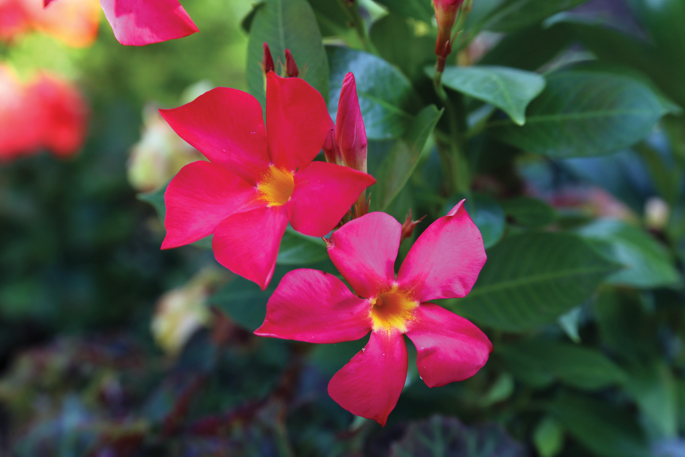 Firedup Coral mandevilla: While mandevillas vine up a trellis, this dipladenia keeps a bushy, upright habit.