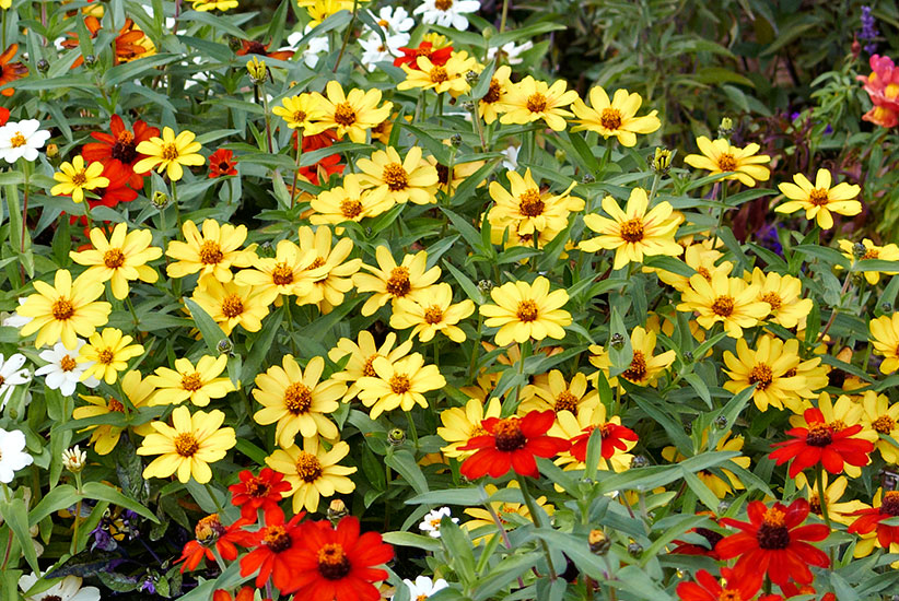 Profusion™ Yellow zinnia (Zinnia hybrid)