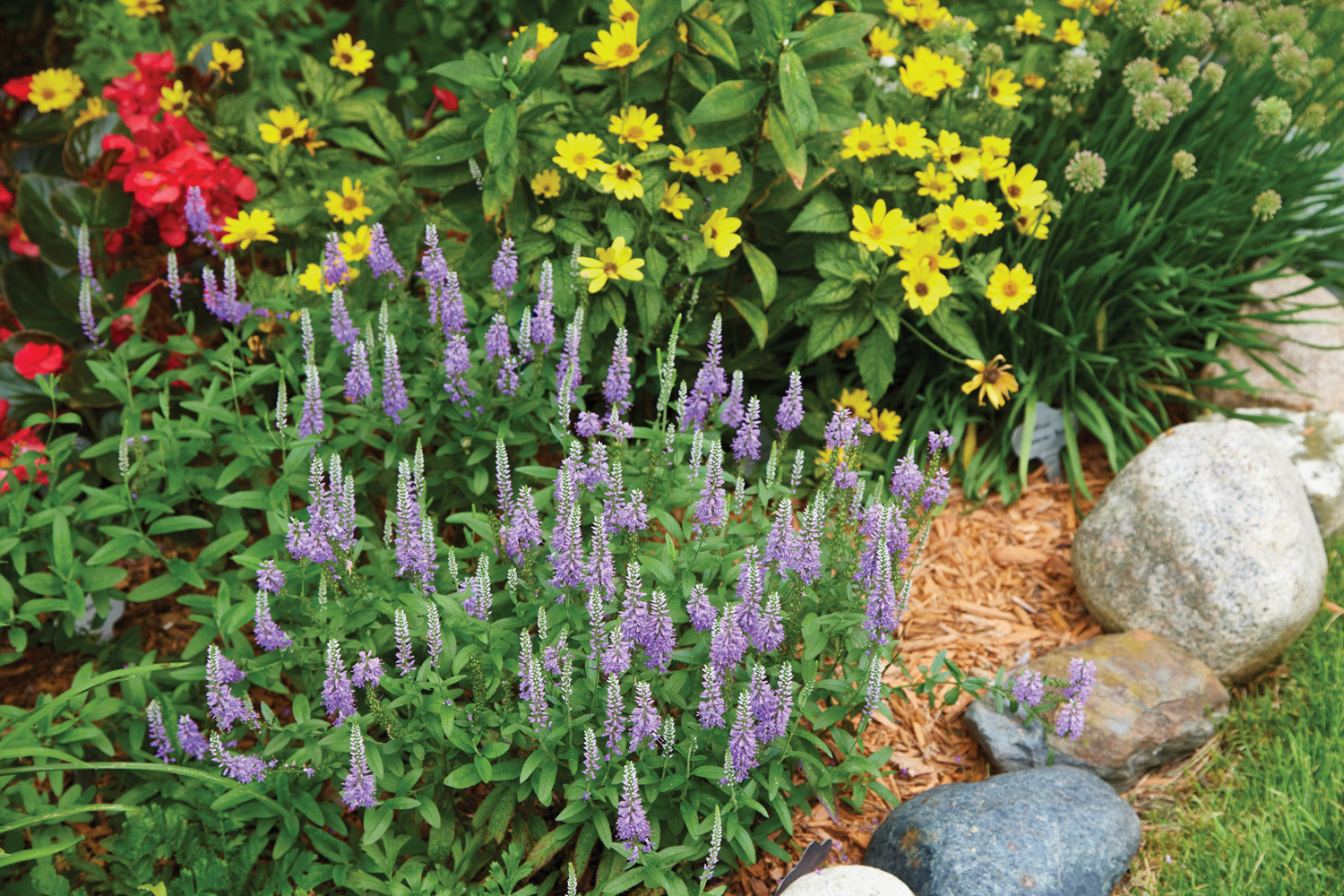 Speedwell in the garden: Speedwell has made its way to the Olsons from another friend's garden as a pass-along plant.