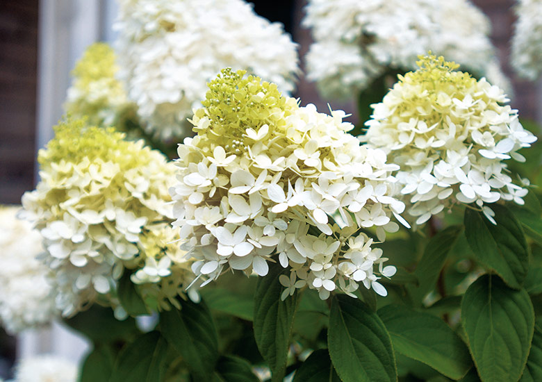 Panicle hydrangea (Hydrangea paniculata ‘Limelight’)