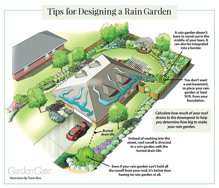 Rain garden illustration by Travis Rice