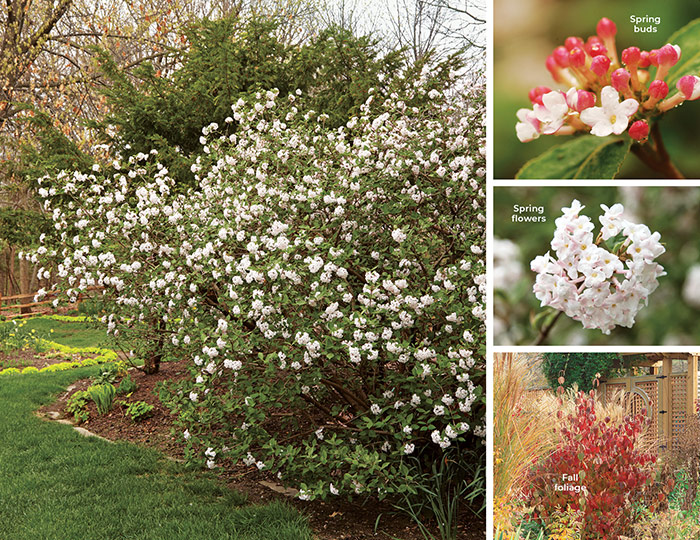 Koreanspice viburnum shrub with spring flowers and fall foliage insets: Koreanspice viburnum has fragrant spring flowers are followed by purple-black berries that birds love.