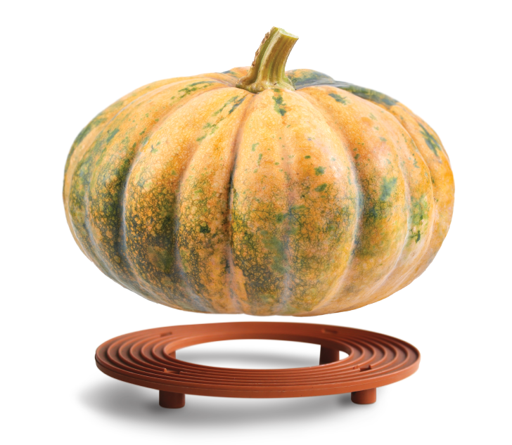 pumpkin over stand on white background: Set your pumpkin on a container platform to improve airflow.