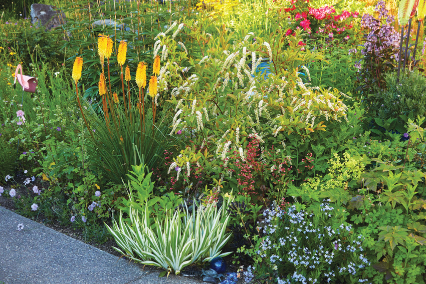 Torch lily in garden bed with Virginia sweetspire: Long-lasting torch lily flowers open from the bottom up, with the lower blooms aging to a paler shade for a color-changing show that lasts for weeks. Some even have colorful stems.