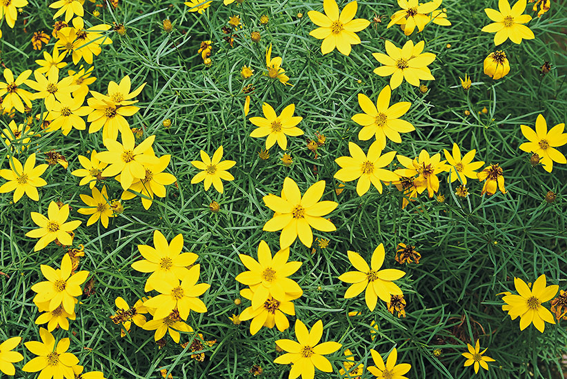 Threadleaf coreopsis (Coreopsis verticillata ‘Zagreb’)